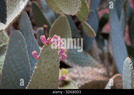 Detaillierte Ansicht der blühenden Kaktuspads mit zarten rosa Wüstenblumen. Nahaufnahme eines biberschwanzkaktus mit rosa Knospen. Stockfoto