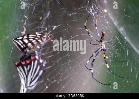 Joro Spider (Trichonephila clavata) in seinem Netz mit einem gefangenen Schwalbenschwanzfalter sichtbar, Narita, Japan Stockfoto