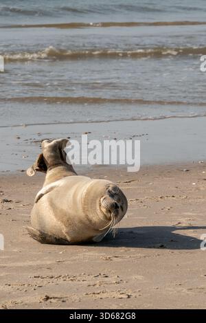 Seehunde liegt am Sandstrand, sonnt sich und ruht am Ufer des Wassers, friedliche Meeressäugetiere in ihrem natürlichen Küstenhabitat während einer ruhigen Sommerzeit Stockfoto