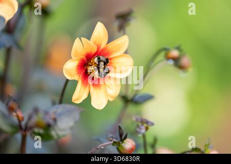 Dahlienblüte (Dahlia) in Orange und Rot mit Hummeln Stockfoto