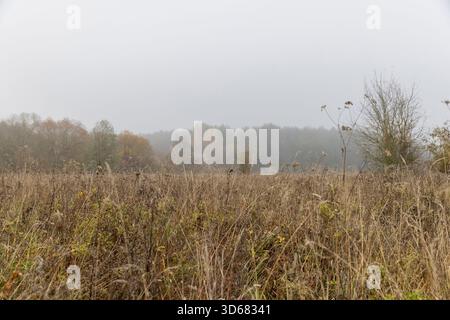 Gelbliches trockenes Gras auf einem Feld in der Herbstsaison nach einem kalten Knall und Frost, Herbst in einem Wald mit verschiedenen Bäumen und Sträuchern und Gras, neblige Wea Stockfoto