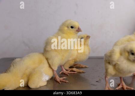 Gelbe Hühner stehen auf einem Metallbrett zum Wiegen von Geflügel, eine große Anzahl von Hühnern in der Werkstatt eines Geflügelbetriebs zum Anbau einer Hühnerrasse Stockfoto