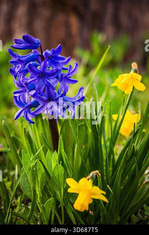 Die blauen Blüten der Gartenhyazinthe (Hyacinthus orientalis) blühen im Frühjahr neben kleinen gelben Narzissen (Narcissus pseudonarcissus L.), Jena, T Stockfoto