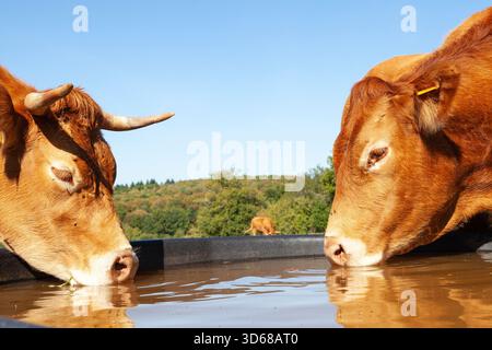 Zwei durstige Limousin-Rinderkühe, die aus einem Plastikwassertank auf einer Weide trinken, aus der Nähe der Köpfe auf den gegenüberliegenden Seiten des Tanks Stockfoto