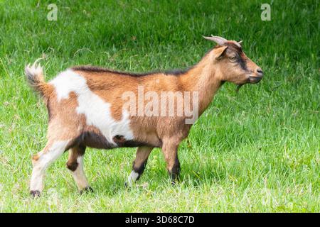 Zwergziegenschaf, Afrikanische Zwergziege, Miniaturziege, auf der Frühjahrsweide, Westkap, Südafrika Stockfoto