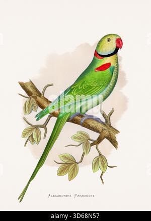 Papageienillustration aus einer Londoner Publikation aus dem Jahr 1884, Vintage handkolorierte Vogelkunst des Alexandrinen Sittichs (Psittacula eupatria) Stockfoto