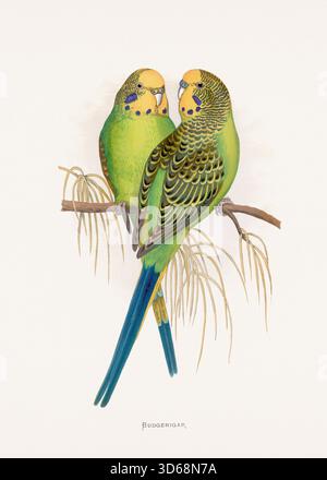 Papageienillustration aus einer Londoner Publikation von 1884, Vintage handgefärbte Vogelkunst von Wellensittich (Melopsittacus undulatus) Stockfoto