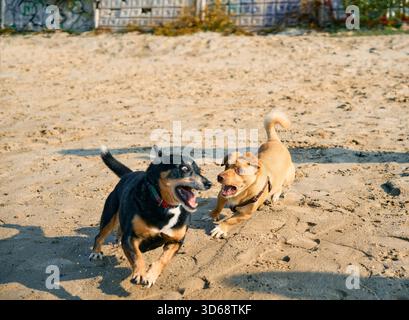Zwei energiegeladene süße Hunde spielen am sonnigen Sandstrand Stockfoto