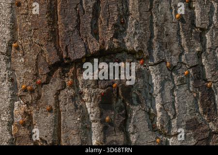 Eine große Anzahl orangener Insekten ist auf rauer Baumrinde verstreut. Sonnenlicht beleuchtet ihre Anwesenheit in der Natur. Die Lage ist friedlich. Invasion asiatischer Marienkäfer. Bas Rhin, Elsass, Frankreich, Europa. Stockfoto