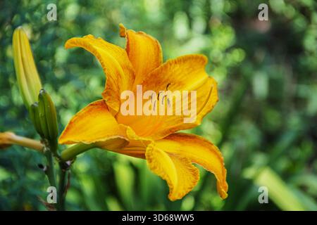 Eine lebendige Nahaufnahme einer einzigen, leuchtend gelben und orangen Taglilie (Hemerocallis) in voller Blüte, die im Freien in einem Garten festgehalten wird. Stockfoto