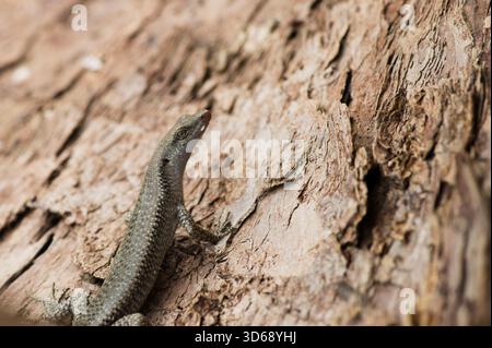 Eine kleine, schlanke graue Eidechse (möglicherweise ein Skink) wird in einer Nahaufnahme gefangen und bewegt sich auf der rauen, strukturierten Oberfläche der Baumrinde nach oben. Stockfoto