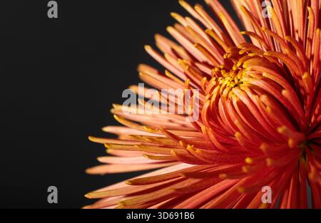 chrysanthemenspinne Bronzeblüte auf dunklem Hintergrund Stockfoto