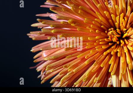 chrysanthemenspinne Bronzeblüte auf dunklem Hintergrund Stockfoto