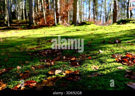 Sonnendurchfluteter Waldboden, bedeckt mit grünem Moos und verstreuten Herbstblättern in einem ruhigen Wald. Stockfoto