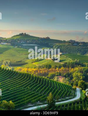 Vertikaler Panoramablick auf die steilen, terrassenförmig angelegten Weinberge der Langhe in der Nähe von Barbaresco, Piemont, Italien. Eine weiße, kurvige Feldstraße führt den hinauf Stockfoto