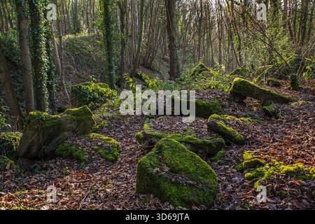 Moos bedeckte Felsen zwischen Herbstblättern auf einem Waldboden in Whatstandwell, Derbyshire, England Stockfoto