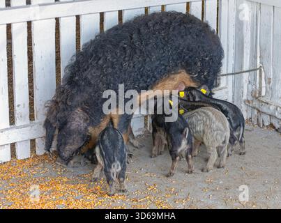 Schwarzes Mangalica-Schwein mit Ferkeln ungarische Rasse auf der Tierfarm Stockfoto