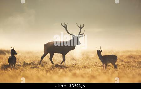 Silhouetten eines großen wilden Hirschhirsches (Cervus elaphus), der neben zwei jüngeren Damhirschböcken (Dama dama) in einem offenen, nebeligen Feld bei Sonneneinstrahlung steht Stockfoto