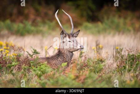 Ein wilder junger männlicher Rothirsch (Cervus elaphus) mit Stachelgeweih, der zwischen grünen und braunen Farnen auf der Herbstwiese liegt. Stockfoto