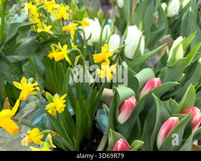 Blick auf mehrere Blumensträuße mit Miniatur-Narzissen und Tulpen. Stockfoto