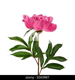Rosa Pfingstrose Blume mit Blättern und Stiel isoliert auf weißem Hintergrund. Element zum Erstellen von Designs, Karten, Mustern, Blumenarrangements, Rahmen. Stockfoto