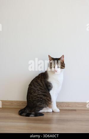 Ruhige Hauskatze, die auf einem Holzboden sitzt und in natürlichem Licht zur Seite blickt. Stockfoto