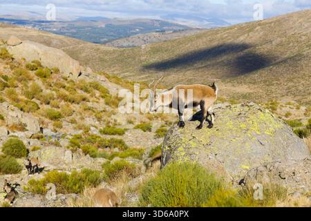 Iberischer Steinbock Capra pyrenaica, männlich auf Felsen stehend, Sierra de Gredos, Avila, Spanien, November Stockfoto