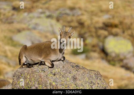 Iberischer Steinbock Capra pyrenaica, Weibchen auf Felsen, Sierra de Gredos, Avila, Spanien, November Stockfoto