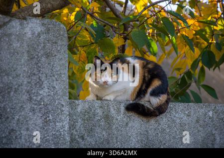 Calico Cat auf Betonwand, eingerahmt von hellen Herbstblättern im Sonnenlicht. Stockfoto