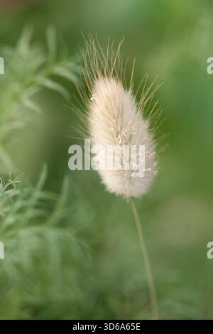Nahaufnahme eines Hasenschwanzgras-Samenkörpers Stockfoto