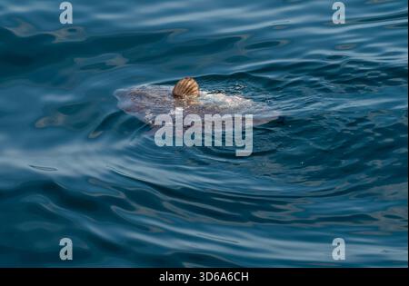 Ein Ocean Sunfish, oder Mola Mola, sonnt sich an der Oberfläche Stockfoto