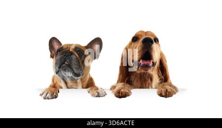 Hunde, die auf weißem Hintergrund schauen. Tiere, die ihre Pfoten auf einem Banner halten Stockfoto