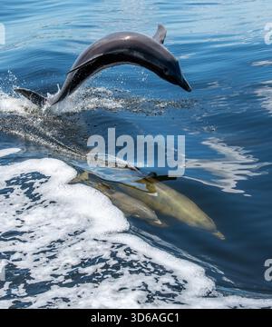 Ein Delfin springt über zwei untergetauchte Delfine Stockfoto