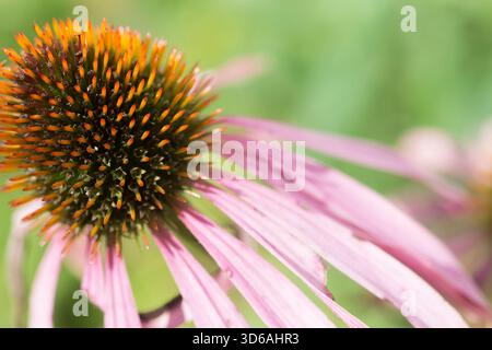 Nahaufnahme eines lila Coneflower. Stockfoto