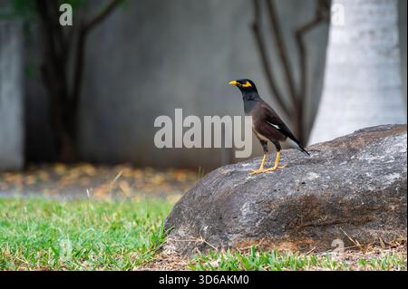 Schöne gewöhnliche Myna oder indische Myna (Acridotheres tristis), die auf einem Stein sitzt Stockfoto