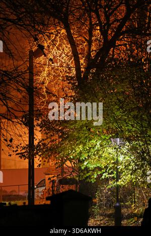 Nachtbäume, beleuchtet durch Straßenlaternen in zwei Farben Stockfoto