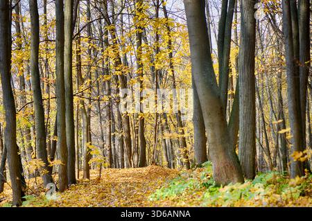 Wald im Herbst mit hohen malerischen Bäumen Stockfoto