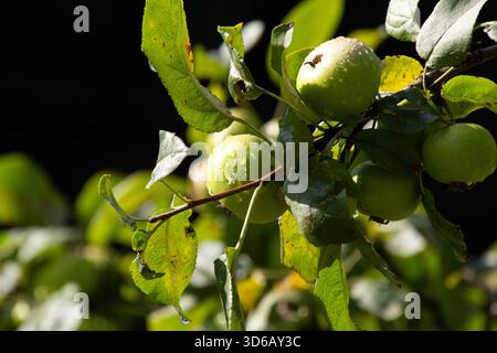 Tautropfen auf den Äpfeln im Obstgarten Stockfoto
