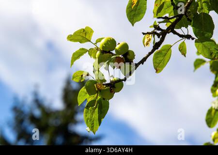Tautropfen auf den Äpfeln im Obstgarten Stockfoto