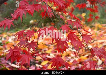 Kräftiges rotes Herbstlaub aus japanischem Ahorn, Acer Palmatum Bloodgood UK Garden November Stockfoto