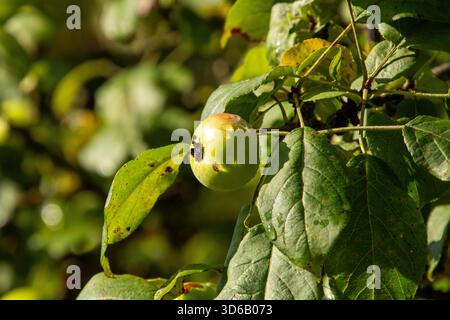 Tautropfen auf den Äpfeln im Obstgarten Stockfoto