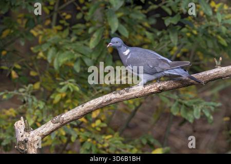 Ringtaube (Columba palumbus), die auf einem Zweig sitzt, Littlewood Ranch, Limbach, Burgenland, Österreich Stockfoto