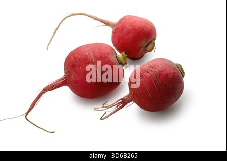 Drei frische rote Radieschen professionell auf sauberem weißem Hintergrund angeordnet. Lebendiges Wurzelgemüse perfekt für gesunde Ernährungskonzepte. Stockfoto