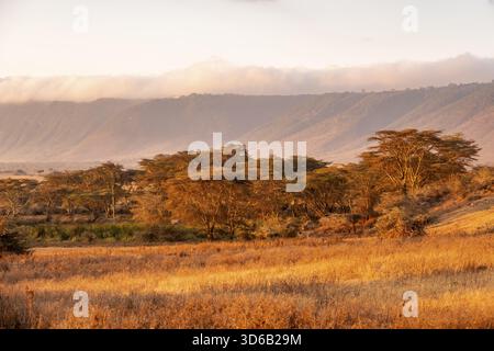 Wald mit gelber Rindenakazie oder Fieberakazie (Vachellia xanthophloea) und Kraterrand bei Sonnenaufgang, atmosphärisches Morgenlicht im Ngorongoro-Krater, Ngoro Stockfoto