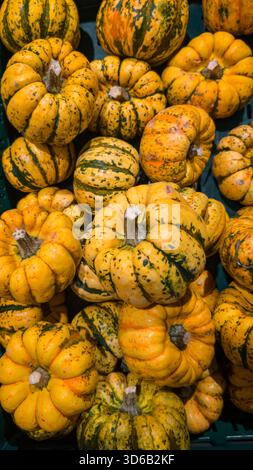 Nahaufnahme von gelb melierten Kürbissen, dicht in einer Marktkiste angeordnet. Stockfoto