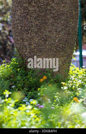 Nahaufnahme eines stacheligen Baumstamms, umgeben von lebhaftem grünem Laub und bunten Frühlingsblumen in einer Gartenumgebung Stockfoto
