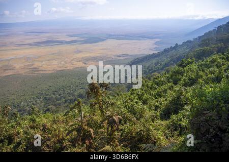 Blick auf den Ngorongoro-Krater, Krater-Aussichtspunkt, Wald und Savannenlandschaft, Ngorongoro Conservation Area, Tansania Stockfoto