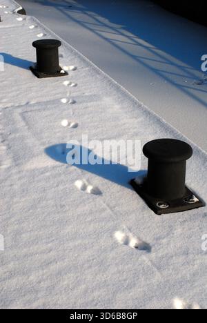 Frische Tierspuren überqueren eine ungebrochene Schneeoberfläche, vorbei zwischen zwei dunklen Metallpfollern. Stockfoto