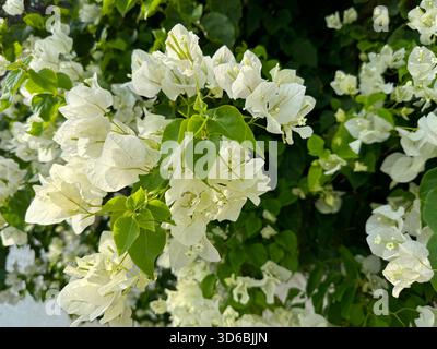 Bougainvillea weiße Blüte schöne blühende Pflanze Stockfoto