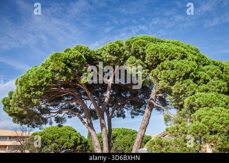 Aus nächster Nähe sehen Sie eine reife Kiefer (Pinus pinea), auch Schirmkiefer genannt, in La Londe, Frankreich. Das abgerundete Baldachin und die strukturierte Rinde heben sich von anderen ab Stockfoto